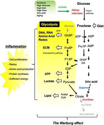 Endogenous Fructose Metabolism Could Explain the Warburg Effect and the Protection of SGLT2 Inhibitors in Chronic Kidney Disease